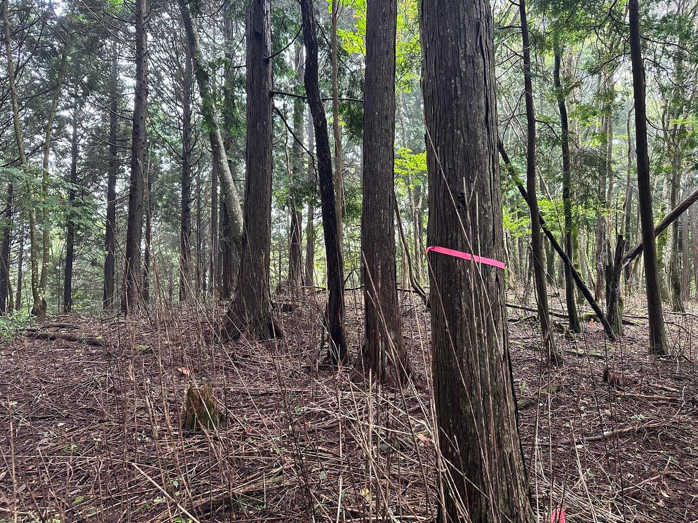 植えられた針葉樹林にある　ピンクテープには要注意です。