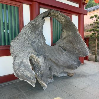 大鳥居くすの木の根元材⛩️