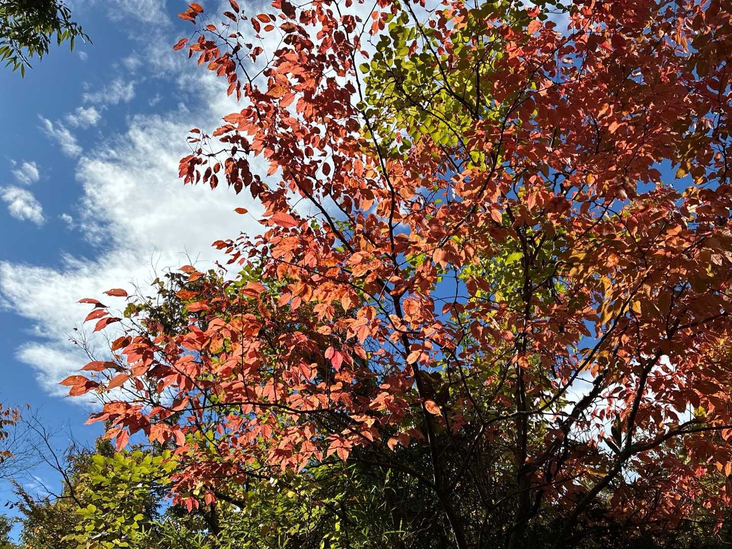 🍁