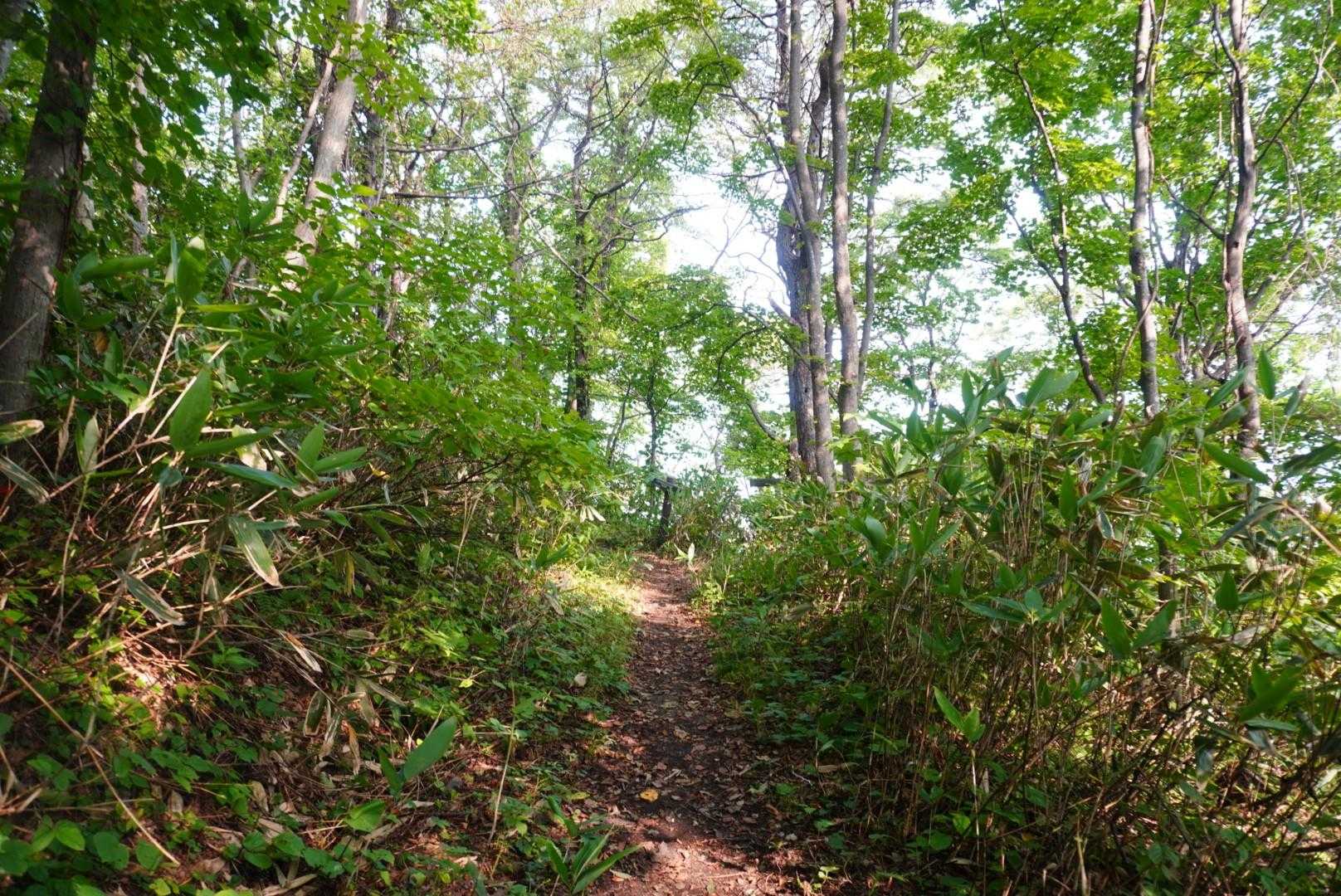 歩きやすい🚶‍♂️