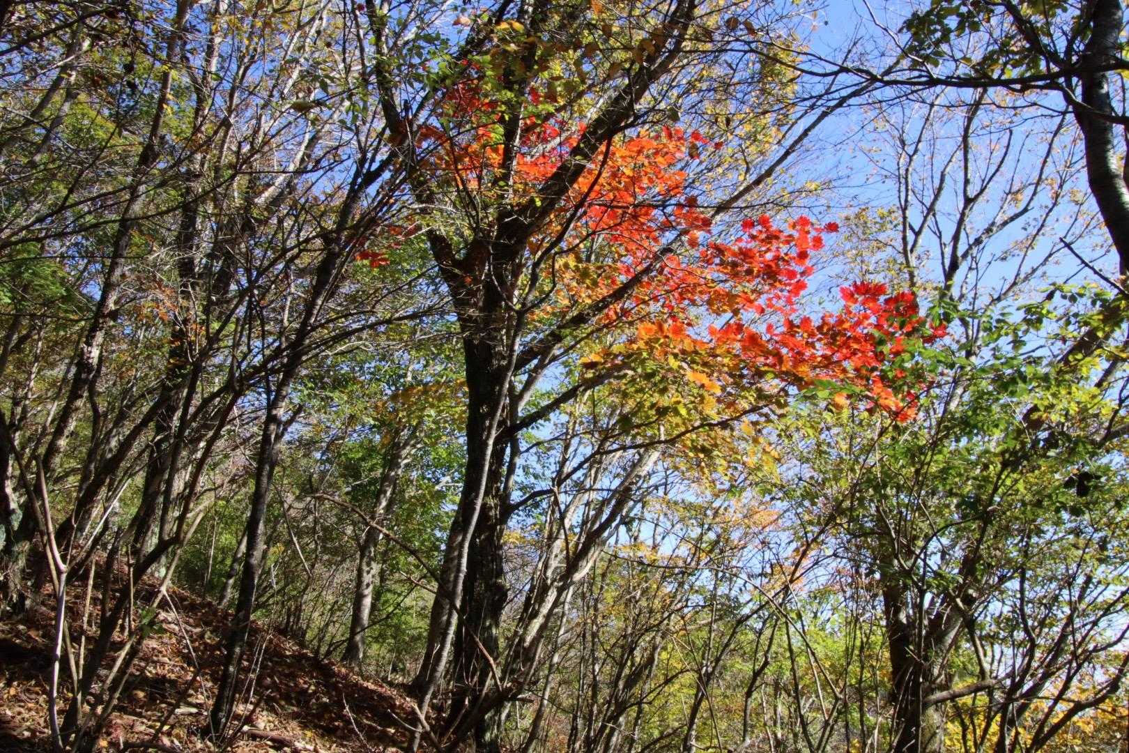 道坂隧道入口バス停-道坂峠-今倉山-松山-二十六夜山-芭蕉 縦走コースの写真