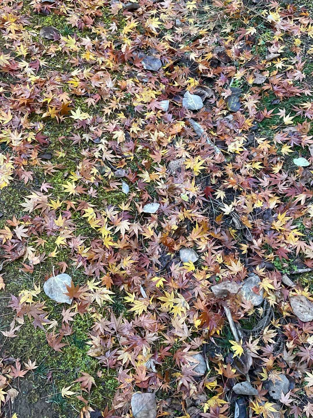 落ち葉🍂の絨毯