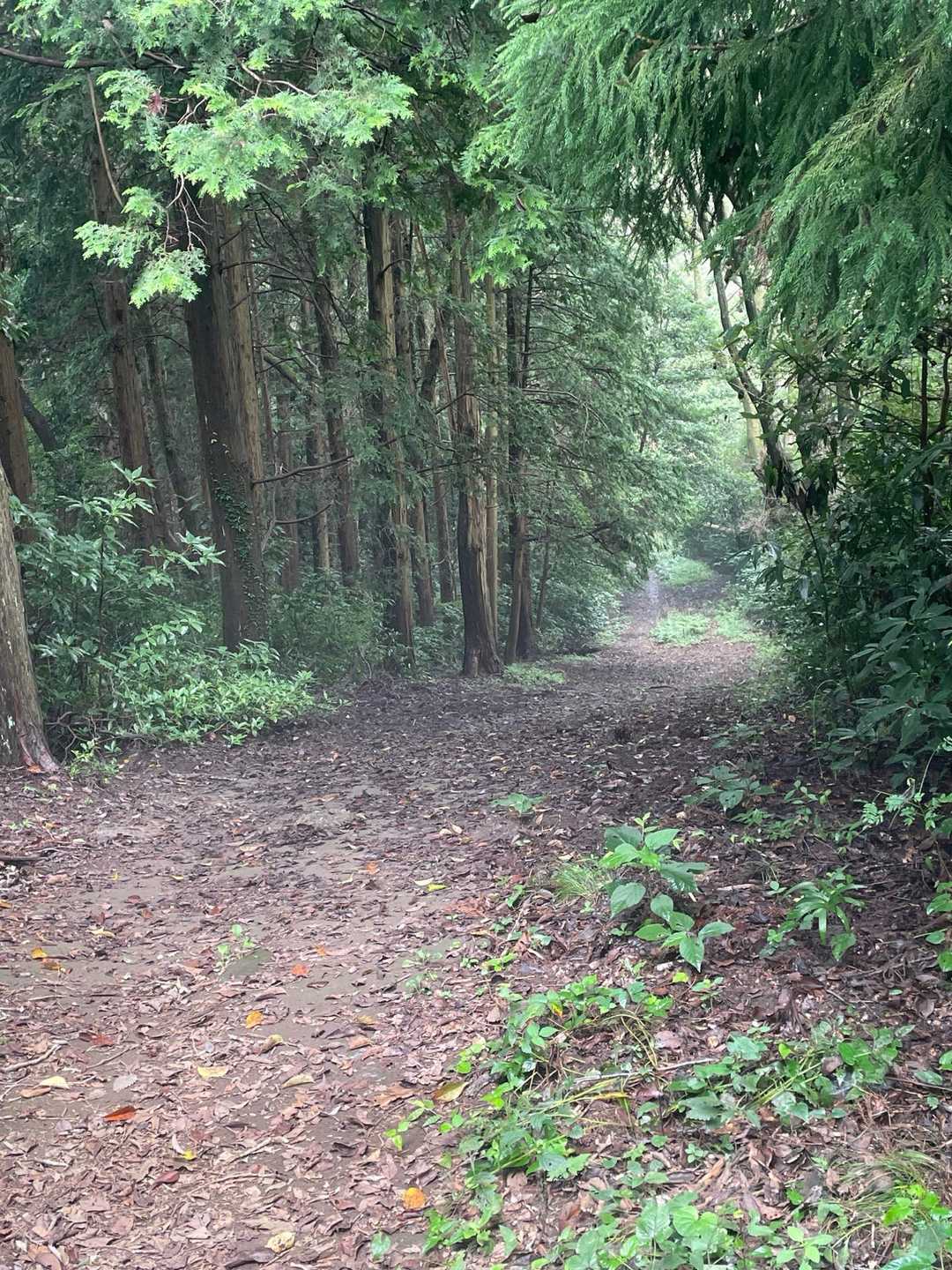 ずっと聴こえる蝉時雨🪰
鳥の鳴き声より賑やかね😊