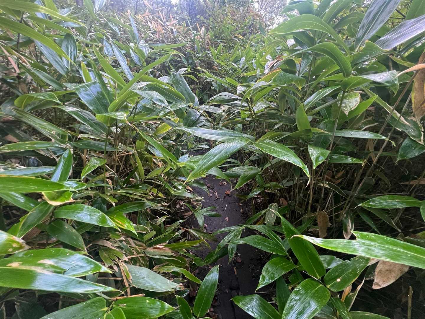 ここからずーっと…
笹の水滴を浴びながらの登山に🤣
雨の翌日はレイン必至です💦