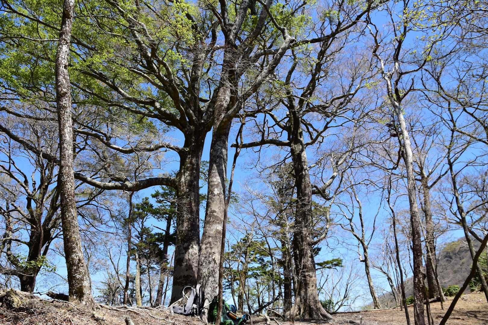 七年山-桑原山 周回コースの写真