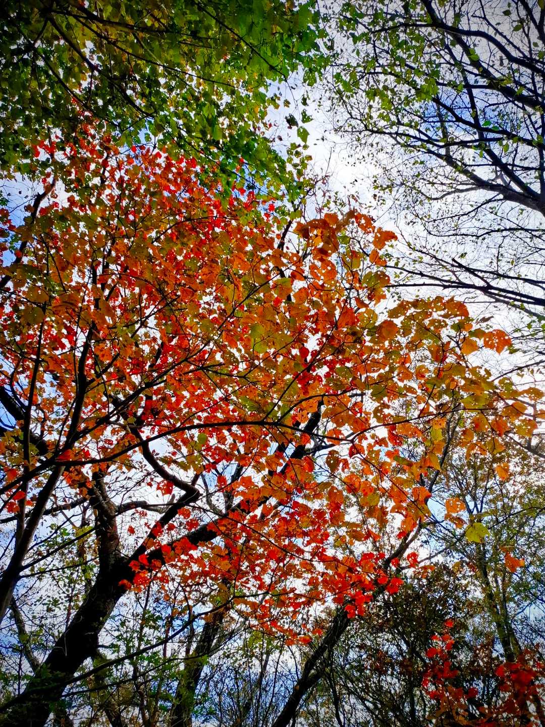 キレイ🍁