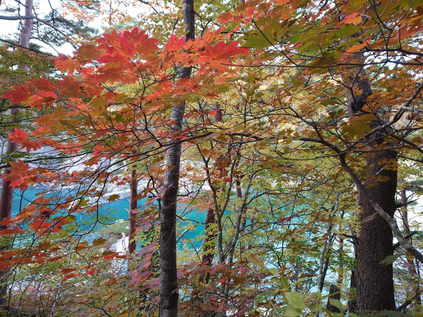 エメラルドグリーンの上に紅葉