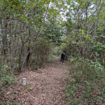 小野アルプスはこんな感じの樹林帯を進む。地元とあんまり変わらん。
いやこの標高やと、福井の山やと藪で前が見えんよな。