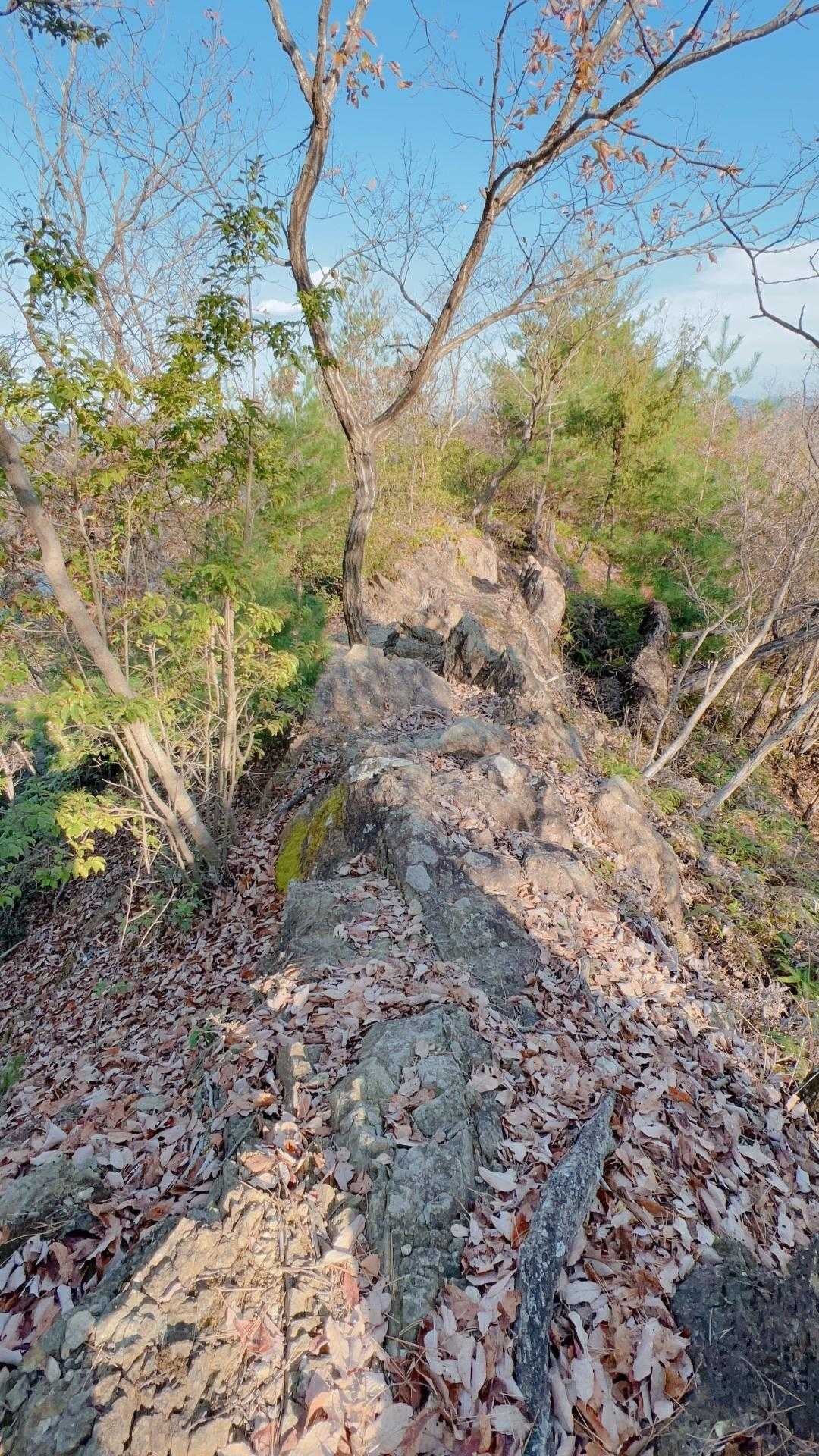 黒木山 周回コースの写真