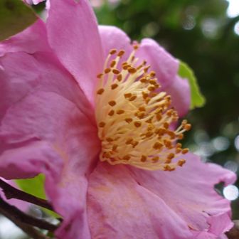 サザンカ
なごむ