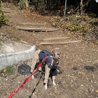 はい、健脚コースでスタート