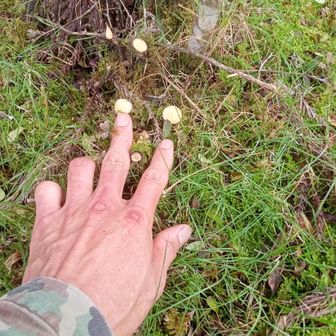 山椒殺られた‼️
幹の太い株は実のならない株
幹の細い株は実のなる株
二株植えたのだか
太い株と実のなる株の枝一本だけ残してある
不要な枝払いならよいけど
実のなる株、根元から切られたら来年実が付かないじゃないか😮‍💨
しかも山椒の木の剪定は冬なんやけどな〜