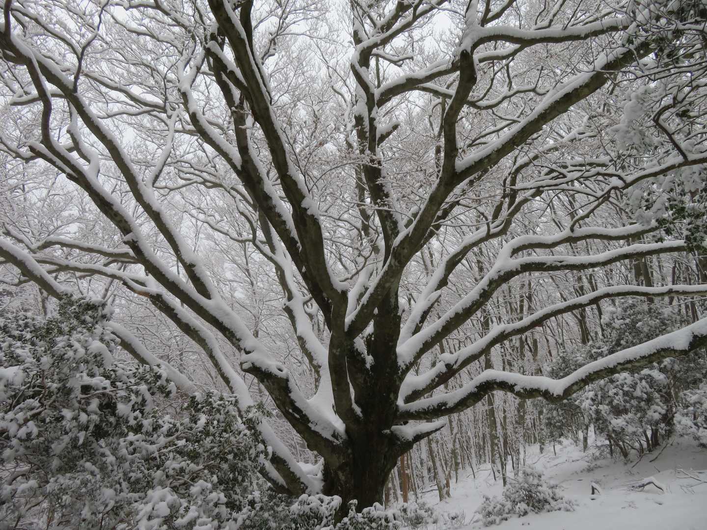 この木も雪でキレイです。