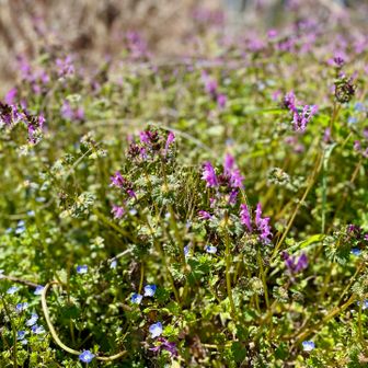 ほとけのざとツユクサ　可愛い❤️