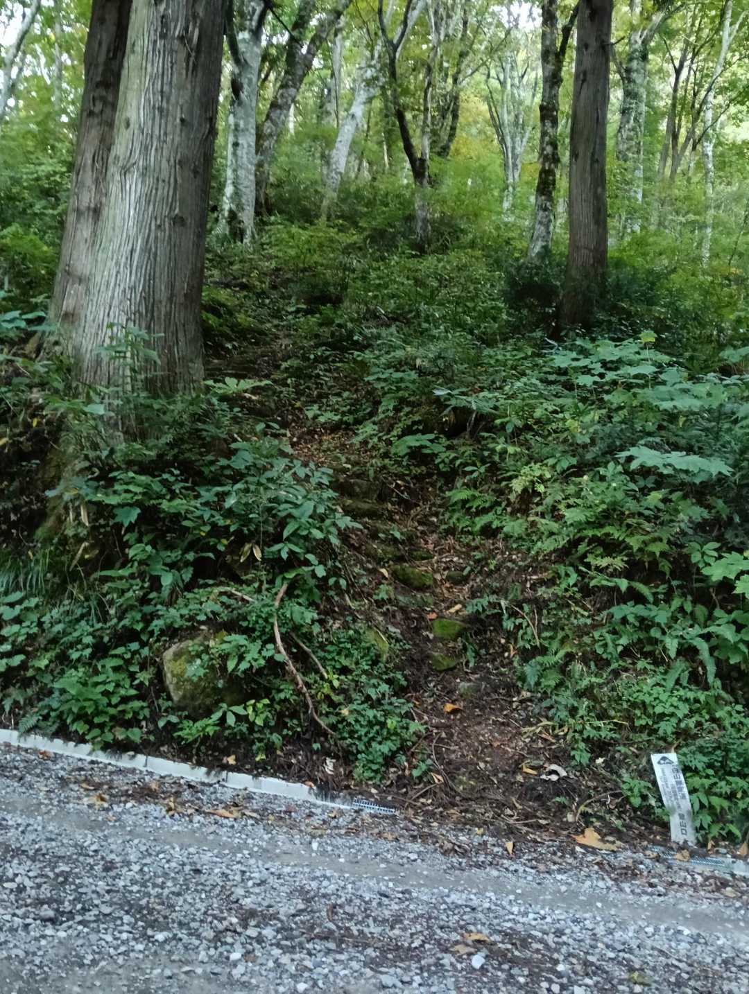 作業道を渡ります！