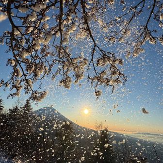 木にぶつかって面白いの撮れた😆