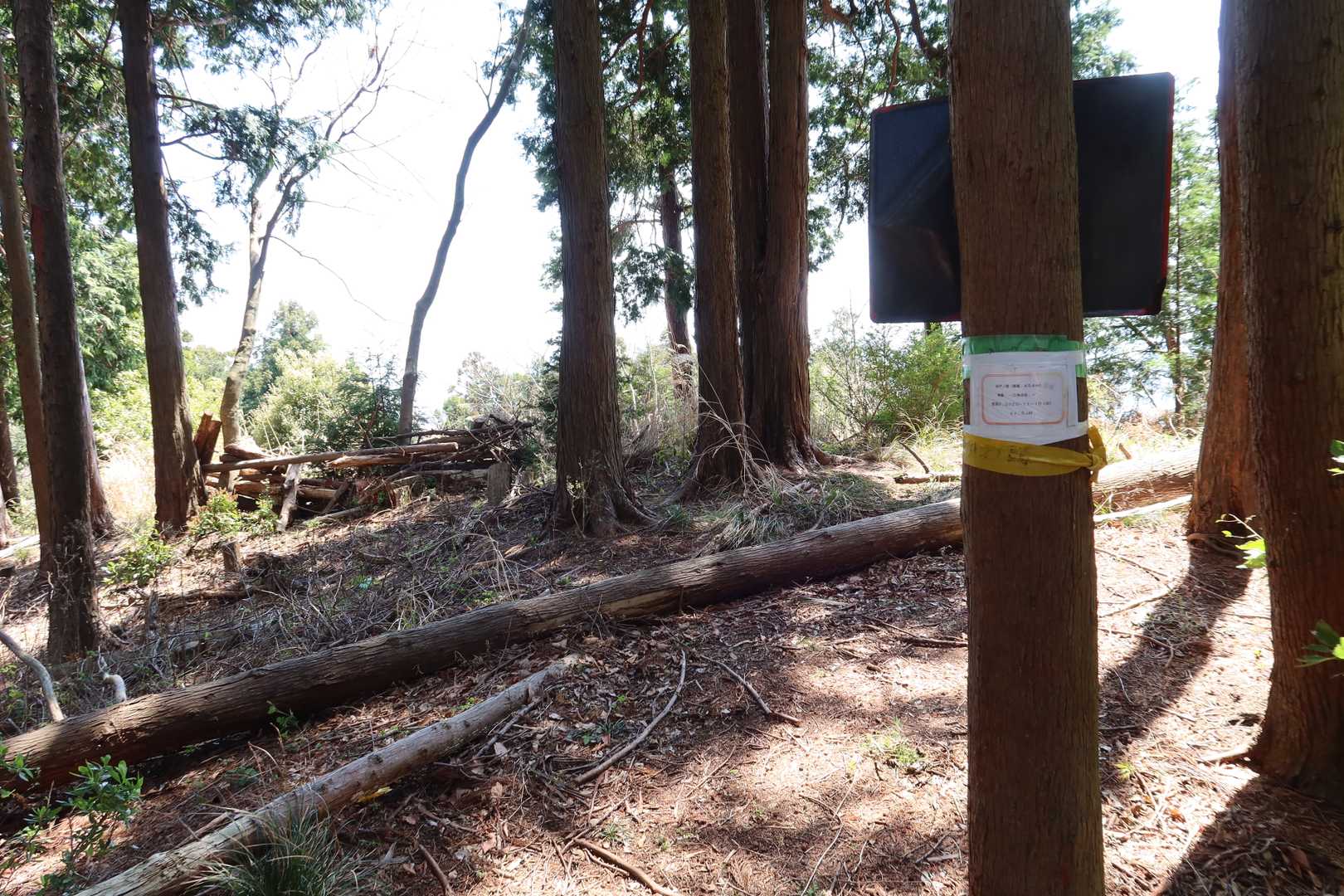 ルートから逸れて谷戸ノ頭へ
山頂らしいものは特に無し（木に巻き付けたテープと紙だけ）