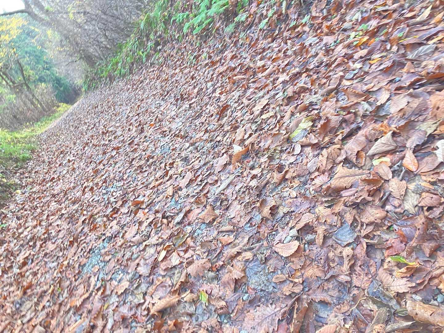 ふかふかな登山道