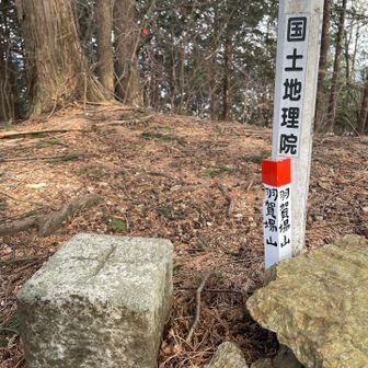 十分ほど歩くと遂に羽賀場山山頂に到着
一等三角点が静かに鎮座するのみ
もっとお客さんに来てもらえるように改名したらいい。羽賀場山→墓場→鬼太郎山に改名したらどう？妖怪の出る山とという噂を流せばきっとたくさんのハイカーが…来るかな😅？

ここから鉄塔までの下りが道迷いしやすそうな箇所が何箇所もあり。
相変わらず標識もほぼない上にピンテもごく小さなものもあり、踏み跡にも乏しい。

基本は尾根だが巻道もある。踏み跡がなくなったら一旦立ち止まり、よーく辺りを観察する。下調べするのは安全上必須だし安心するけれど、反面あまりに調べすぎると映画のネタばらしのようになってしまって面白さが半減してしまう。

事実、五感をフル回転させて正しい道を見つけたり、時には道なき道を切り拓いたりする作業はとても楽しく清々しいものだった。
