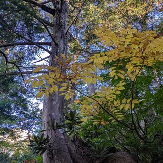 紅葉が良すぎるな。