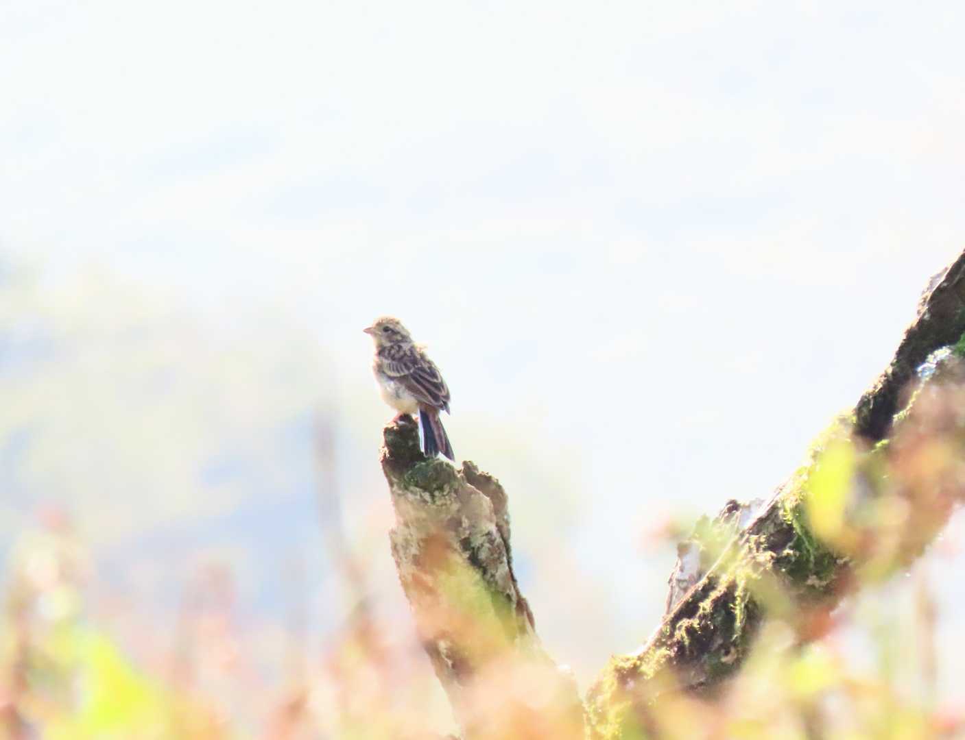 🐦🐦🐦☀️