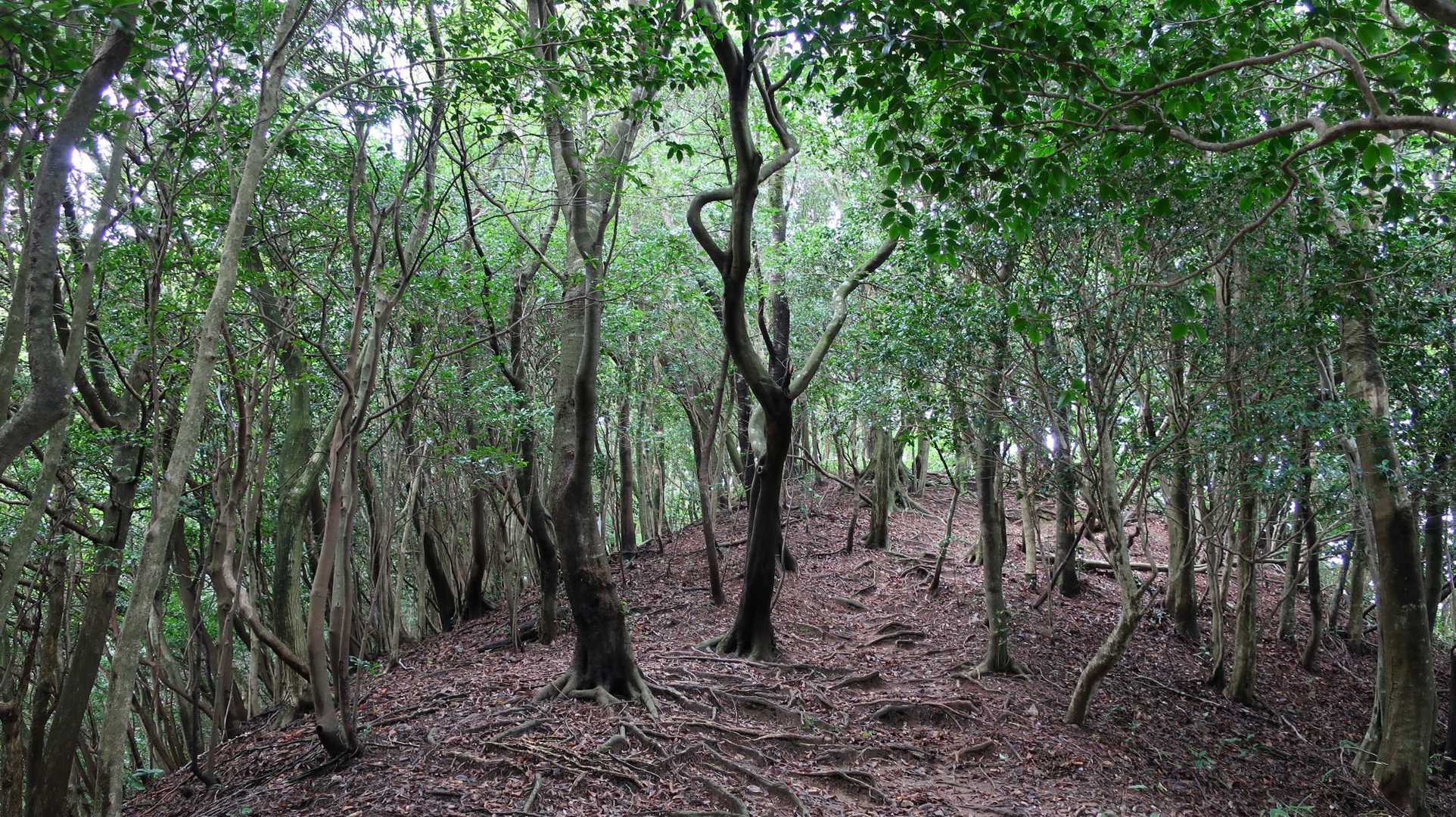 瑞梅寺登山口-井原山 往復コースの写真