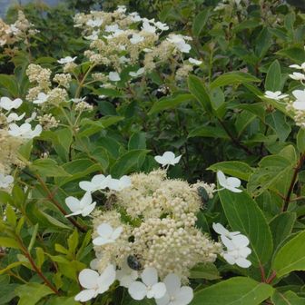 ラーメンが出来るまで花ウォッチング💠