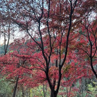 麓の方は紅葉残ってました