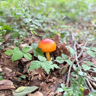 キレイな、きのこ🍄