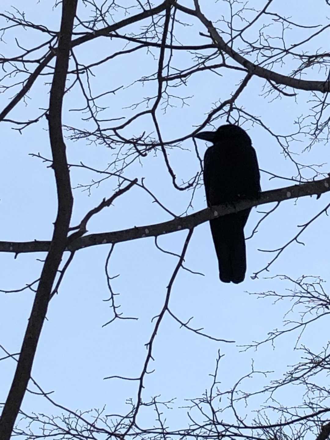 携帯でしっかりと写せるのは
この黒い鳥🦅さんくらい
小鳥さんたちはなかなか写せない😓