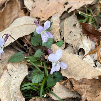 タチツボスミレ