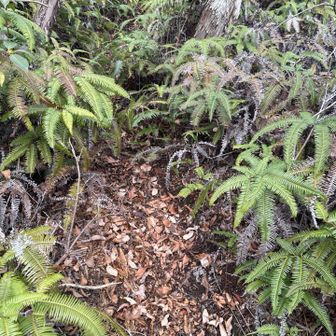 少しシダあり