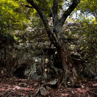 山頂下の岩を巻いて降りて来た