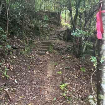 素敵な雰囲気の登山道です。