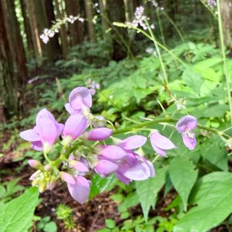 この花なんだろう🌸⁉️
ヌスビトハギの仲間〜？