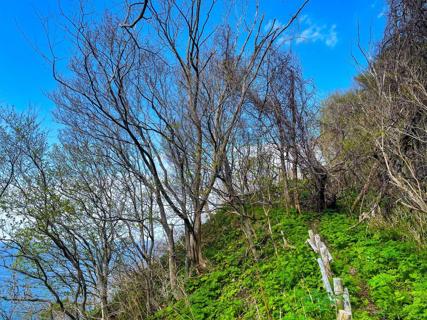 丸山自然道入口-古平丸山 往復コースの写真
