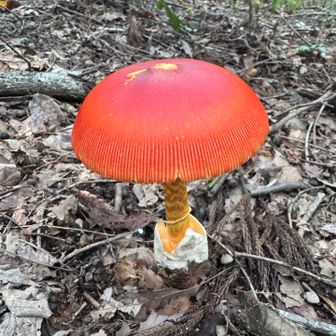 花がないので
キノコとり(撮り)
赤いの🍄