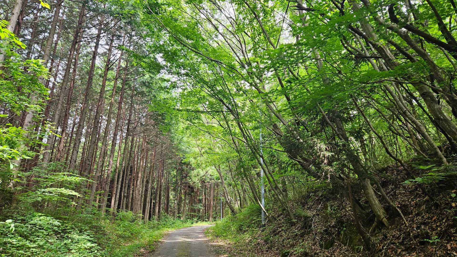 鎌倉岳萩平登山口-鎌倉岳 縦走コースの写真