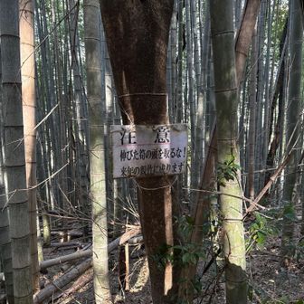 緩やかに筍泥棒に注意⚠️かな？