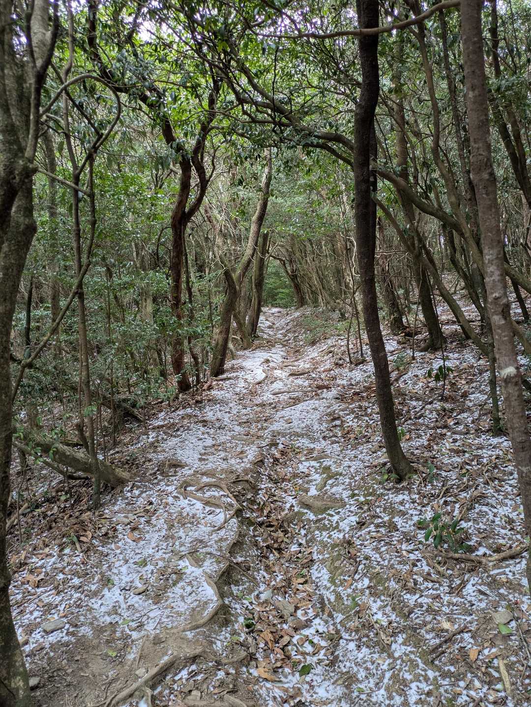 八郎岳 往復コースの写真