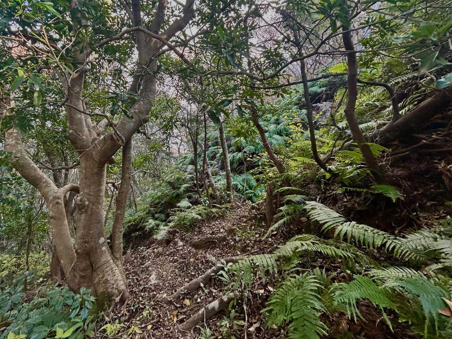 南部運動広場登山口-雨乞山-御伊勢山 周回コースの写真