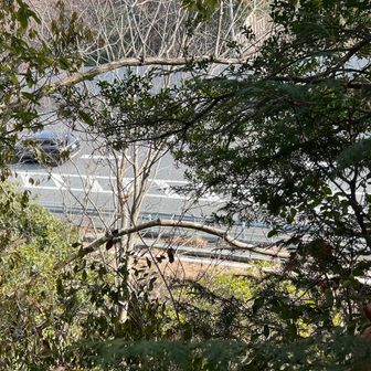 中央道、八王子JCTの辺りをくぐる
いつも車で通ってるとこの山にいるんだ〜というのが楽しい♪