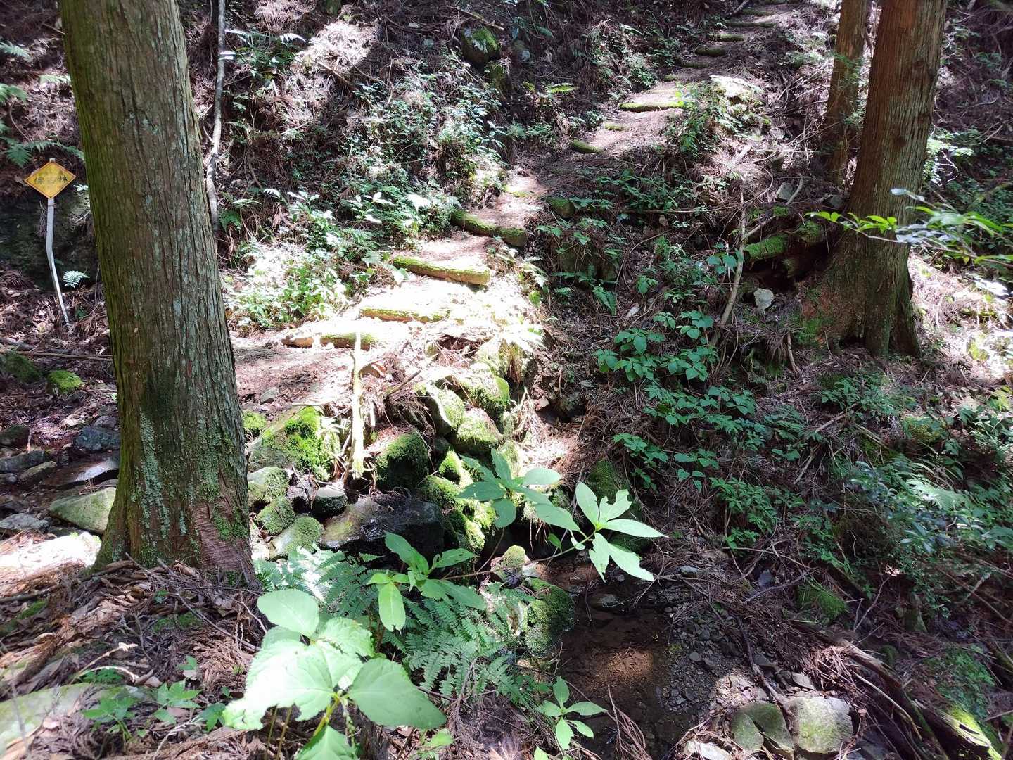 ここからは沢を離れて、登山道です💦。
