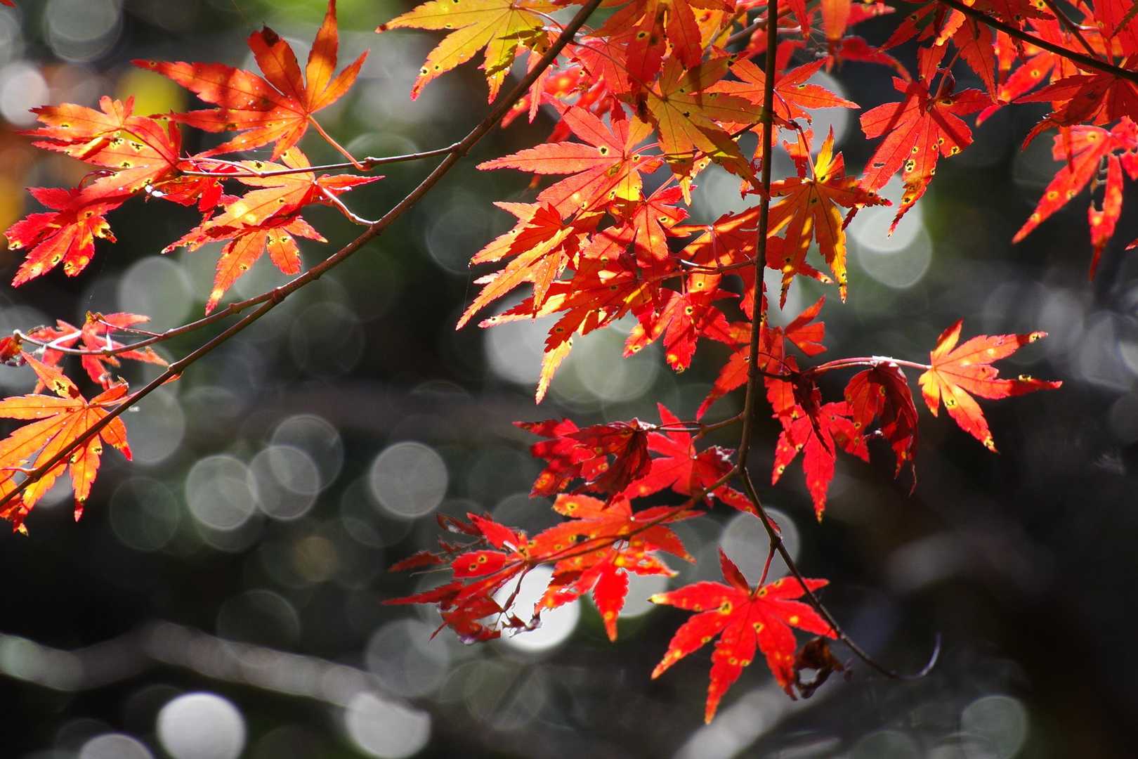 紅葉１