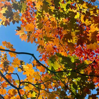 🍁💛
