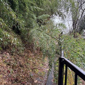 あら〜、竹が倒れてる。
ずぶ濡れだから辞めとこうか。