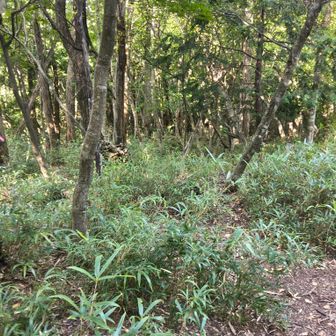 岩崎山　山頂の様子
砦感はない、丘ですかね？