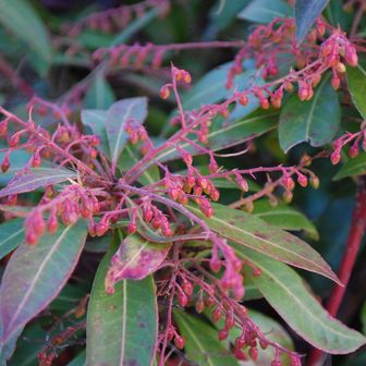 馬酔木なのかな🧐