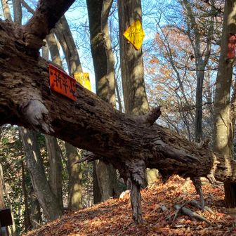 2ピーク🤣景観なし