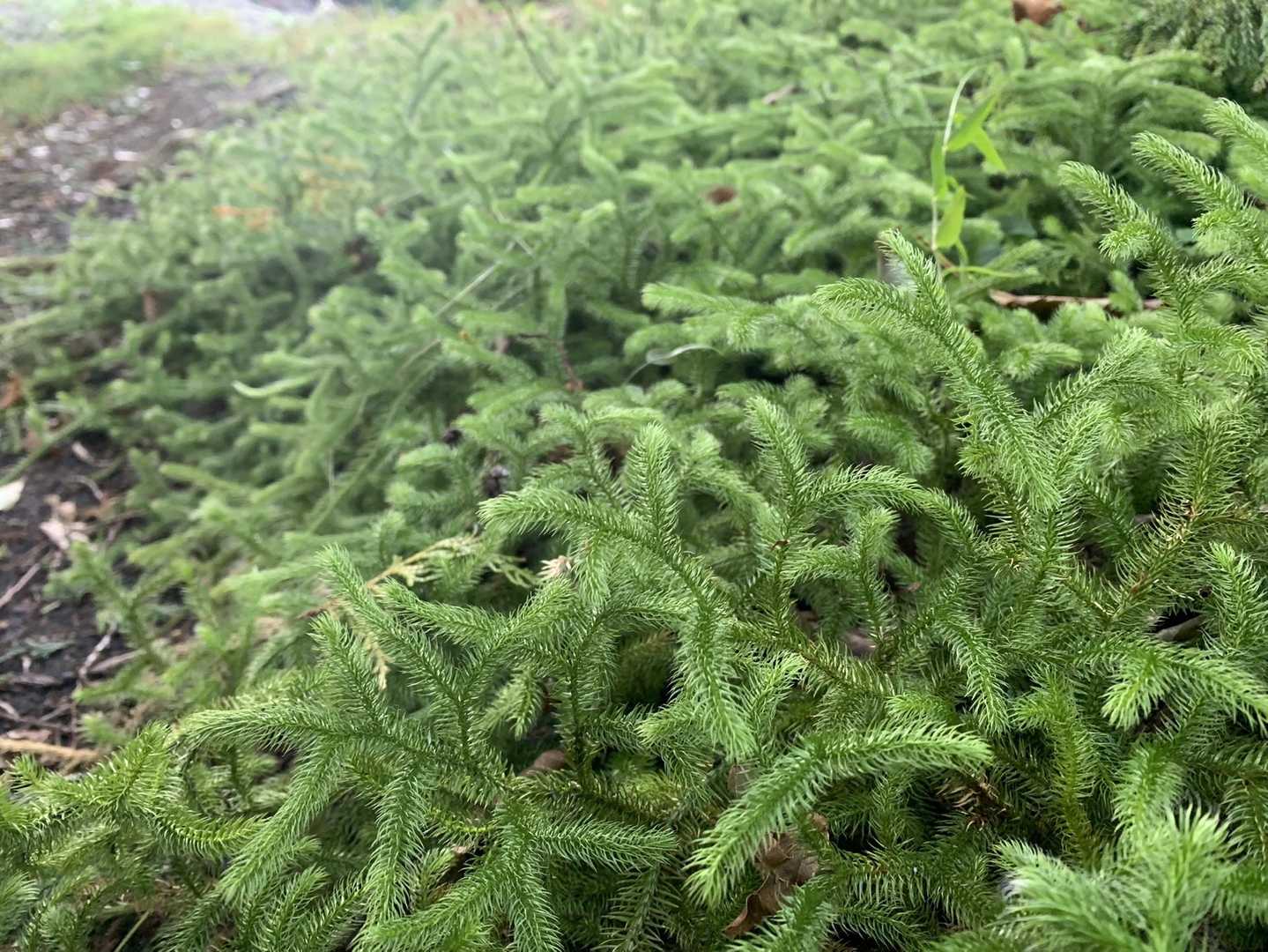山野でよく見かけるシダ植物です。最近になってヒカゲノカズラというのを知りました。